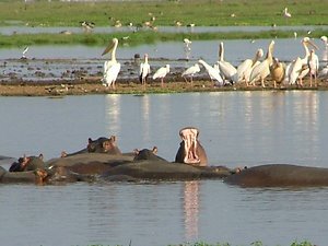 Blog. hippo yawning